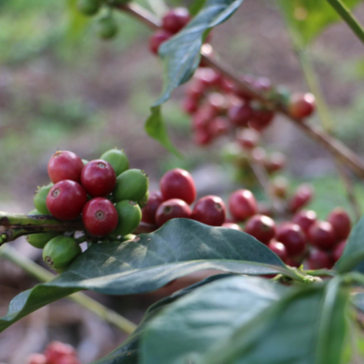 Coffee cupping (EN) 07.10.2026